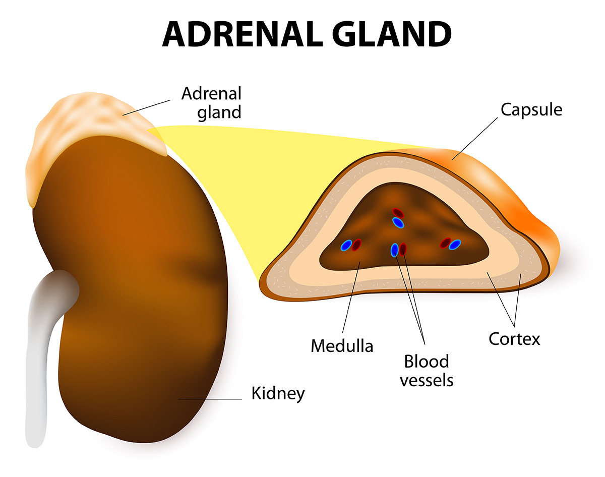 adrenal-gland-diagram.jpg
