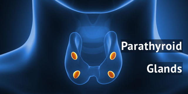 parathyroid